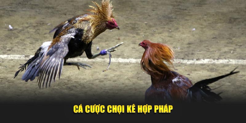 Cá cược chọi kê hợp pháp