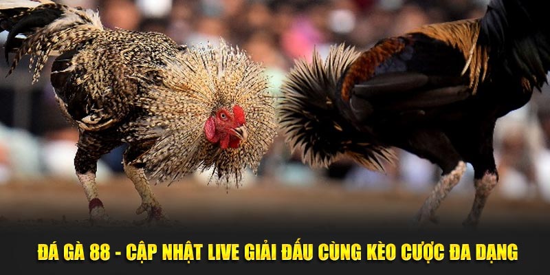 Soi kèo đá gà 88 qua đặc điểm ngoại hình 