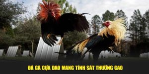 Đá gà cựa dao mang tính sát thương cao