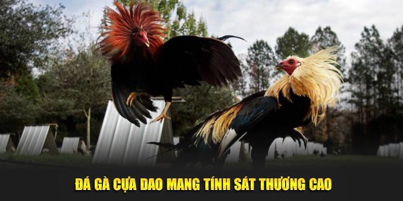 Đá gà cựa dao mang tính sát thương cao 