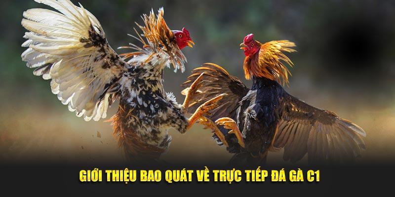 Giới thiệu bao quát về trực tiếp đá gà C1