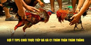 Gợi ý tips chơi trực tiếp đá gà C1 trăm trận trăm thắng 