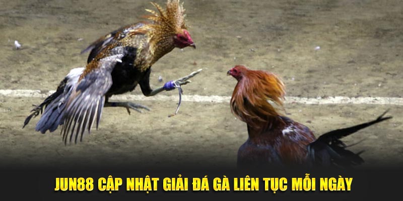 Jun88 cập nhật giải đá gà liên tục mỗi ngày 