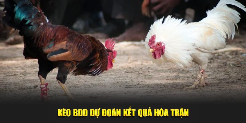 Kèo BDD dự đoán kết quả hòa trận 