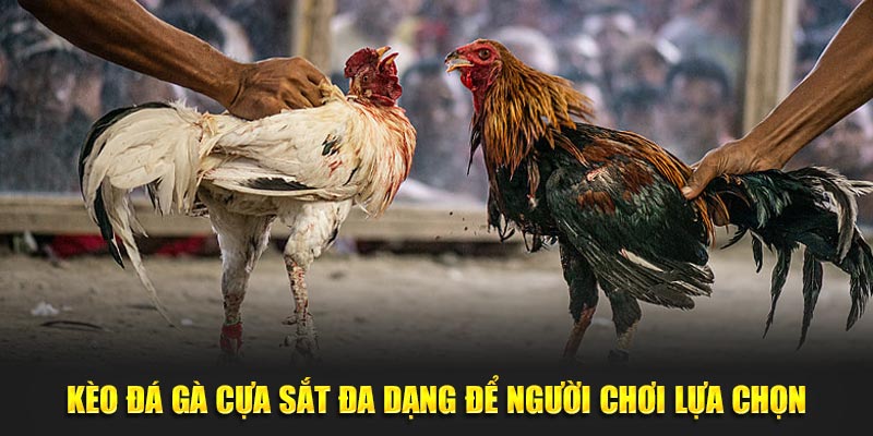 Kèo đá gà cựa sắt đa dạng để người chơi lựa chọn 