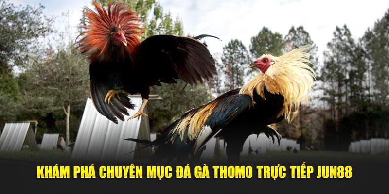  Khám phá chuyên mục đá gà Thomo trực tiếp Jun88