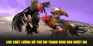 Live chất lượng hỗ trợ âm thanh hình ảnh mượt mà 