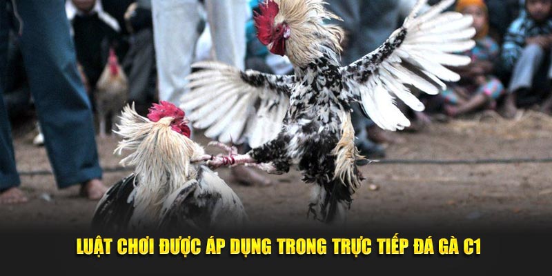 Luật chơi được áp dụng trong trực tiếp đá gà C1