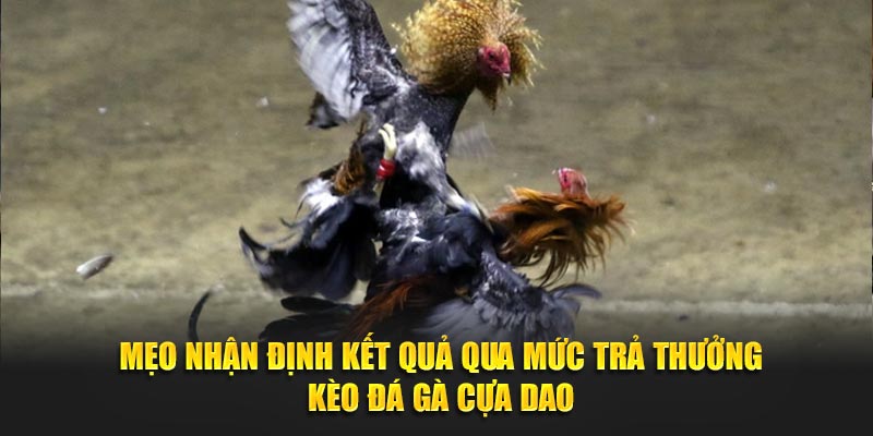 Mẹo nhận định kết quả qua mức trả thưởng kèo đá gà cựa dao