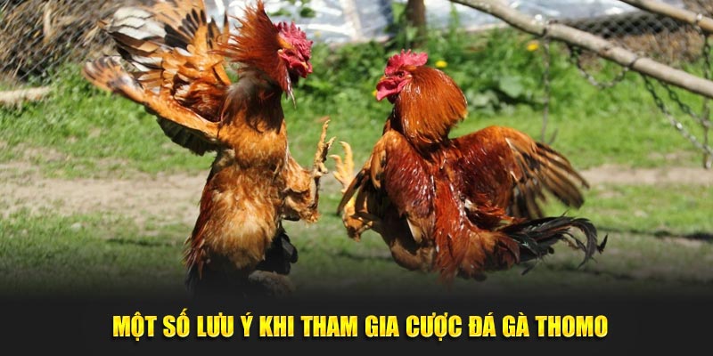 Một số lưu ý khi tham gia cược đá gà Thomo