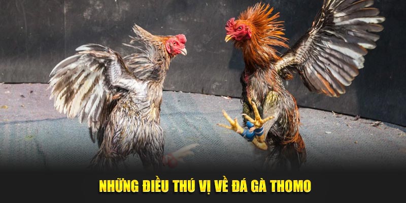 Đá gà Thomo và những điều thú vị