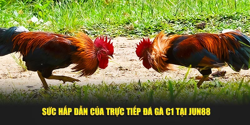 Sức hấp dẫn của trực tiếp đá gà C1 tại Jun88