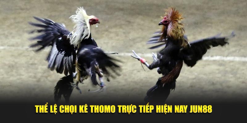 Thể lệ đá gà Thomo trực tiếp hiện nay Jun88