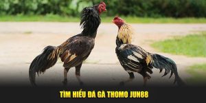 Tìm hiểu đá gà Thomo Jun88