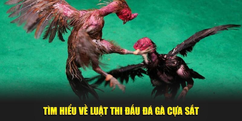 Tìm hiểu về luật thi đấu đá gà cựa sắt 