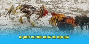 Bí quyết cá cược đá gà tre hiệu quả cho thành viên nhà cái 