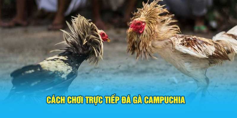 Cách tham gia trực tiếp đá gà Campuchia 