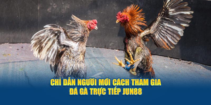 Chỉ dẫn người mới cách tham gia đá gà trực tiếp Jun88