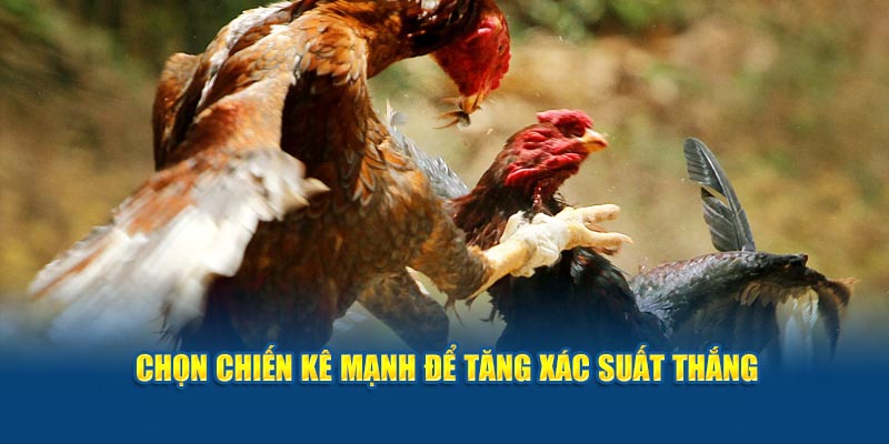 Chọn chiến kê mạnh để tăng xác suất thắng