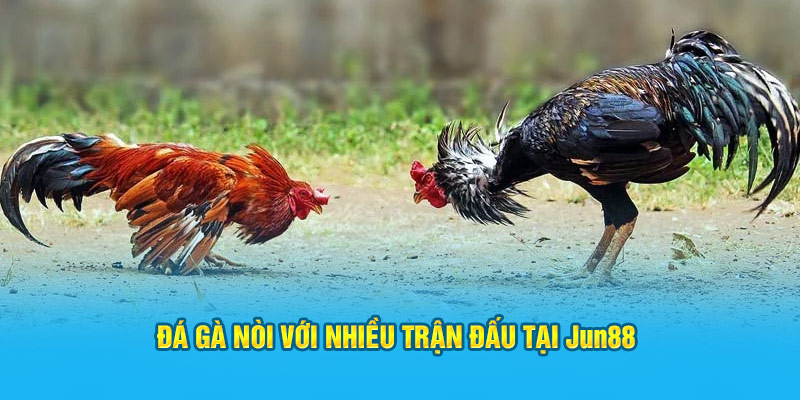 Đá gà nòi với nhiều trận đấu tại Jun88