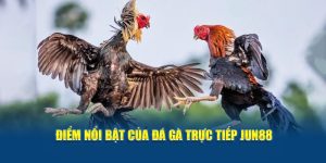 Điểm nổi bật của đá gà trực tiếp Jun88