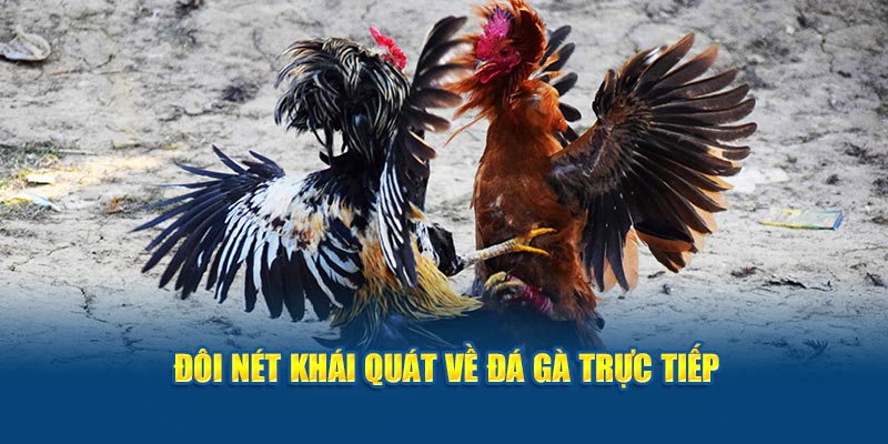 Giới thiệu cụ thể về đá gà trực tiếp