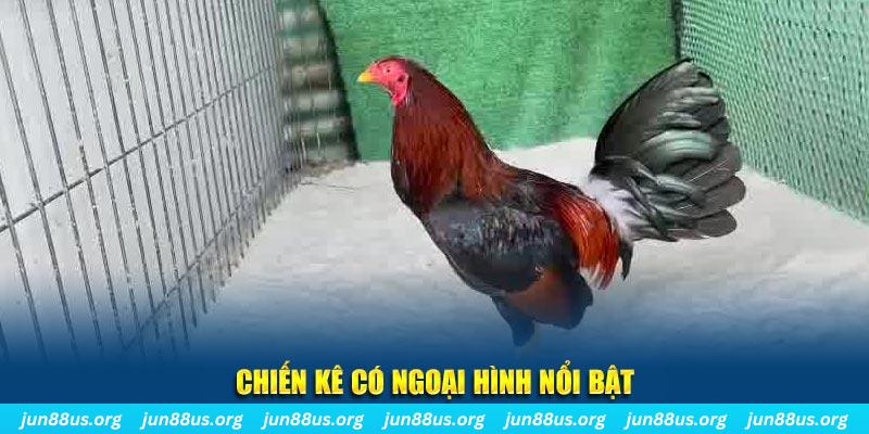 Giống Gà Asil Mạnh Mẽ và Đặc Sắc Tại Jun88 – Khám Phá Ngay 5 Chiến kê có ngoại hình nổi bật