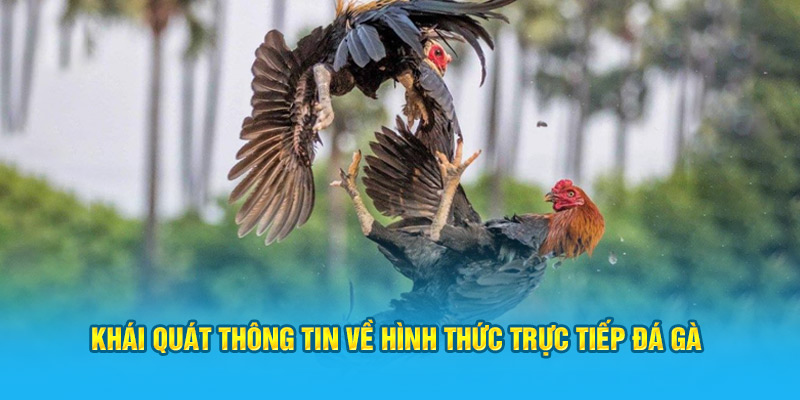 Khái quát thông tin về hình thức trực tiếp đá gà