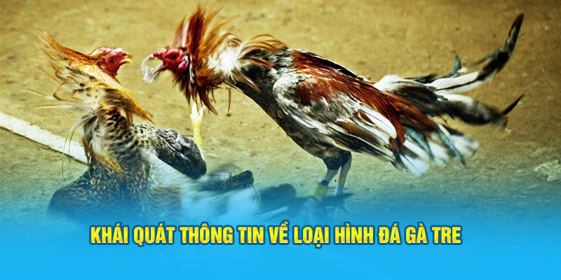 Khái quát thông tin về loại hình đá gà tre tại nhà cái Jun88