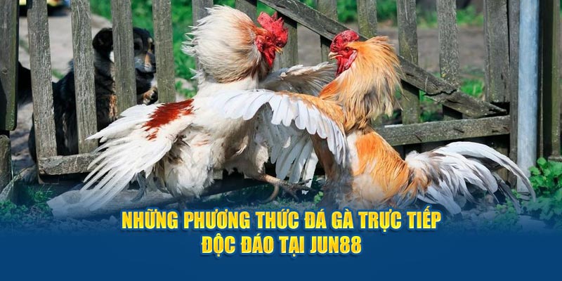 Những phương thức đá gà trực tiếp độc đáo tại Jun88