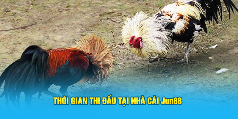 Thời gian thi đấu đá gà tre tại nhà cái Jun88