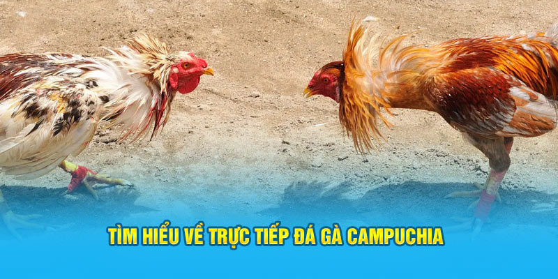 Trực tiếp đá gà Campuchia