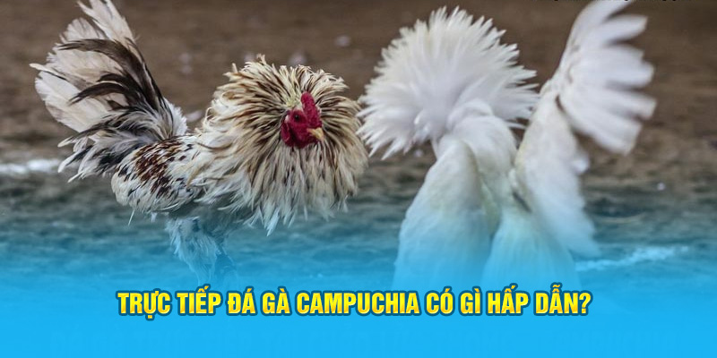 Trực tiếp đá gà Campuchia có gì hấp dẫn?