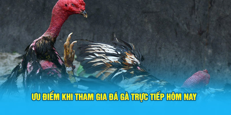 Ưu điểm khi tham gia trực tiếp đá gà hôm nay